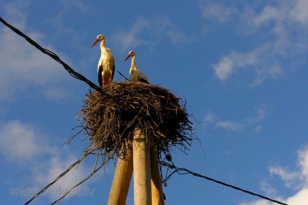 Stork Nest and Storks