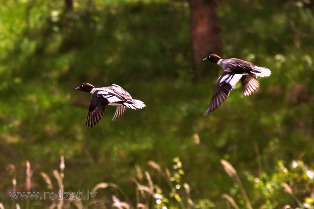 Gaigalas