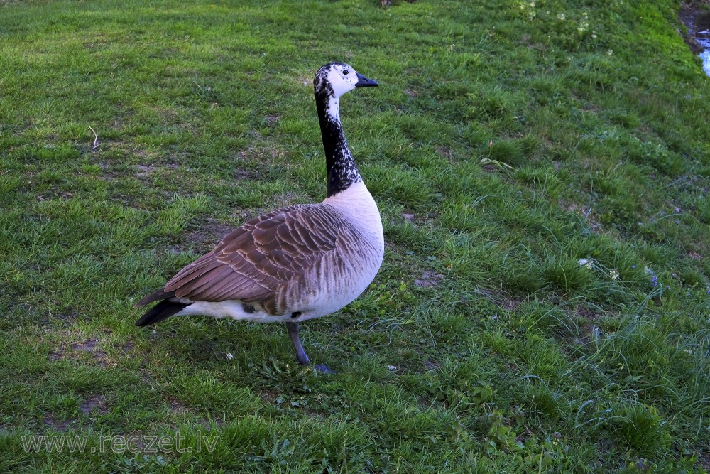 Leucistic Canada Goose
