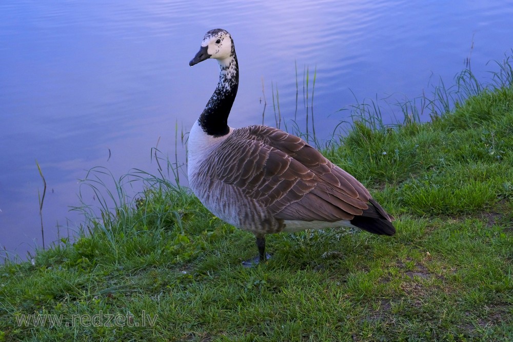 Leucistic Canada Goose