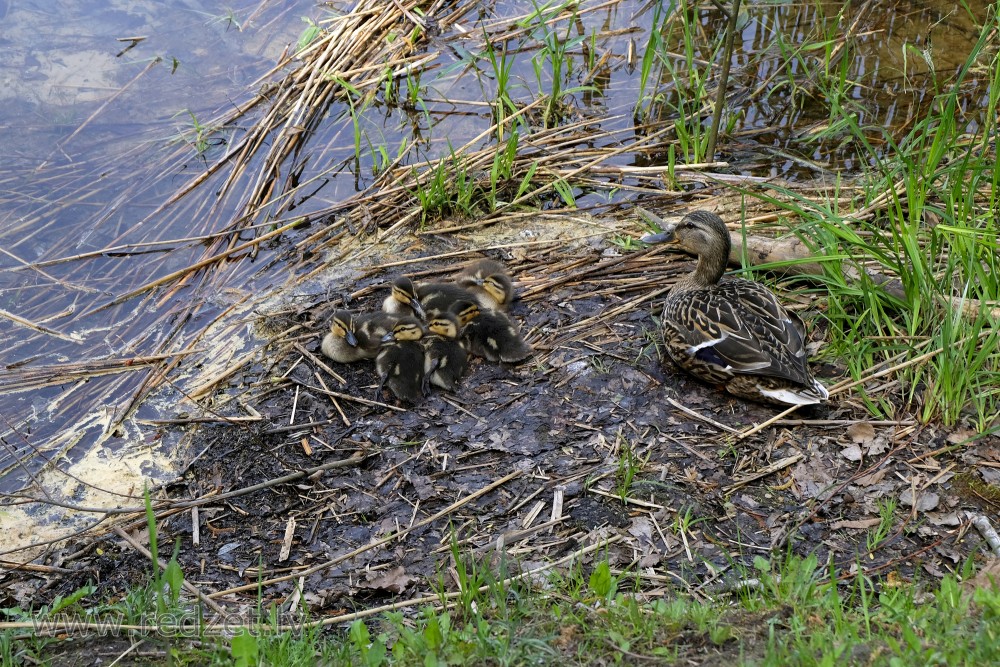 Mallard with new ducklings