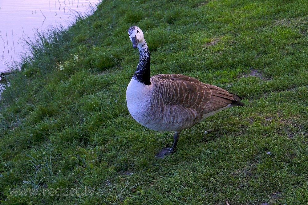 Leucistic Canada Goose