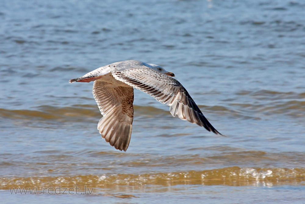 Jaunā sudrabkaija lidojumā