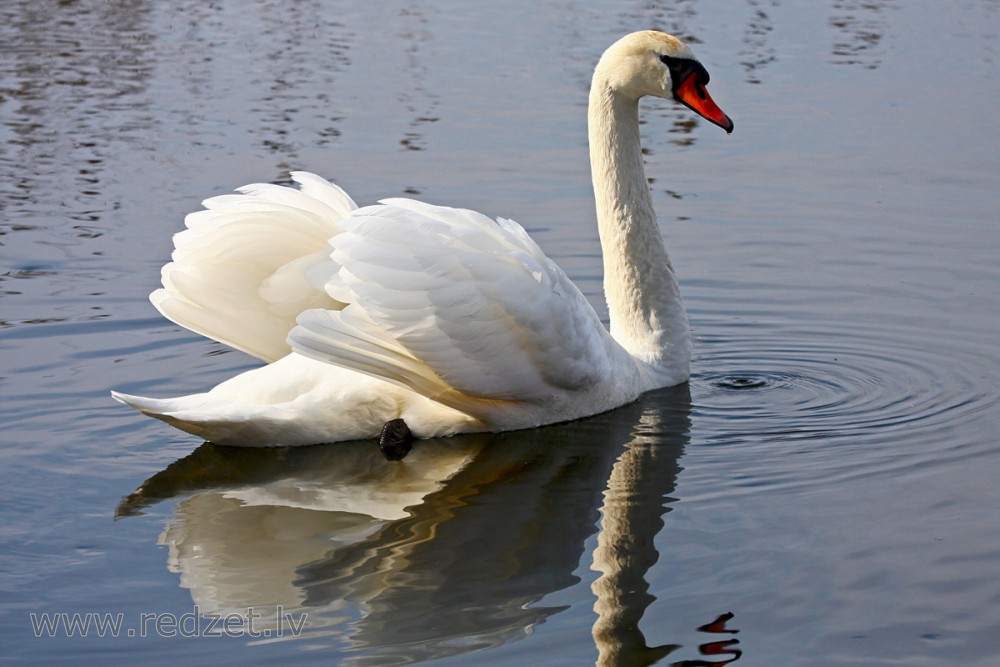 Mute swan