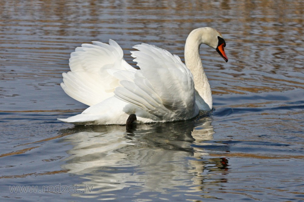 Mute swan