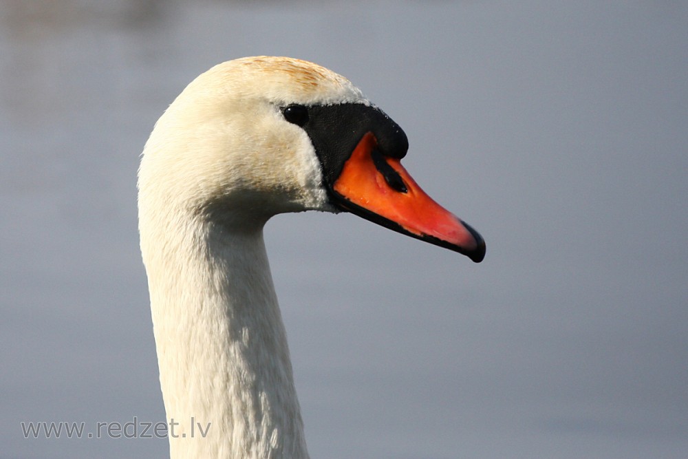 Mute Swan close-up