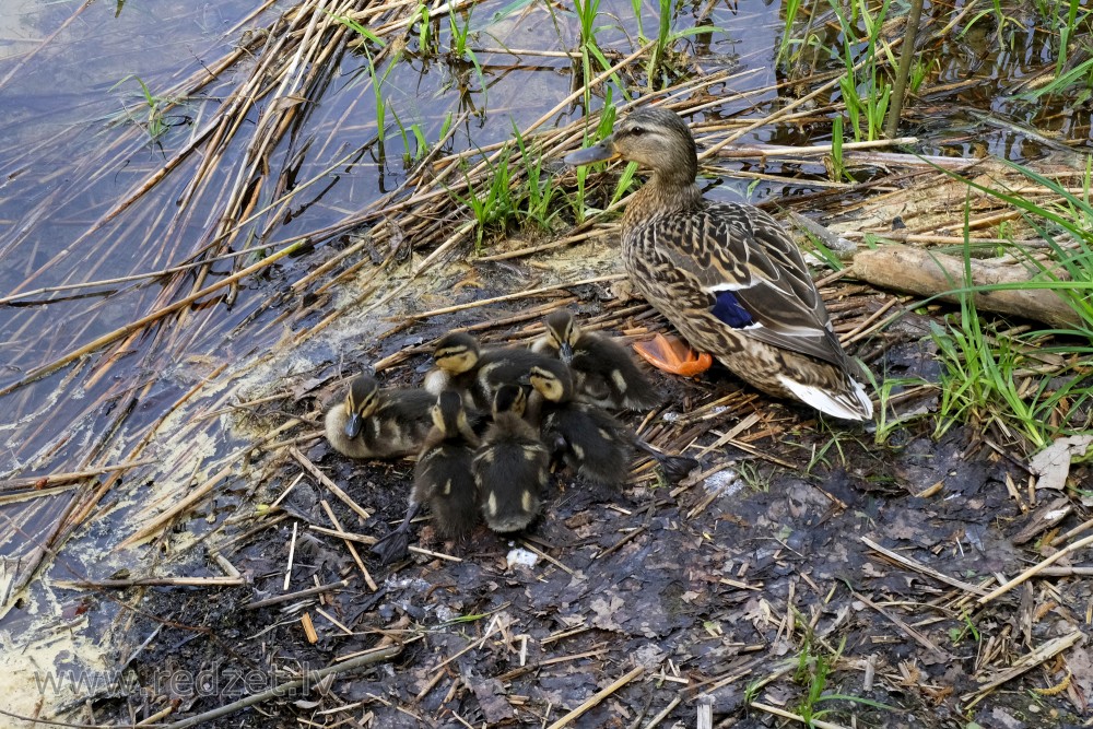 Mallard with little ducklings