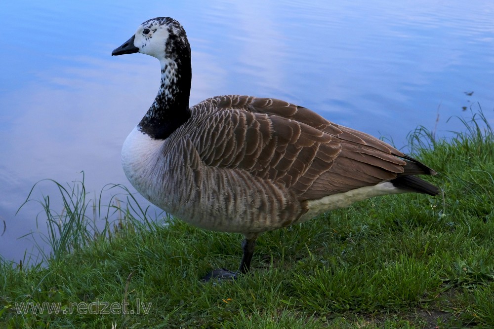 Leucistic Canada Goose