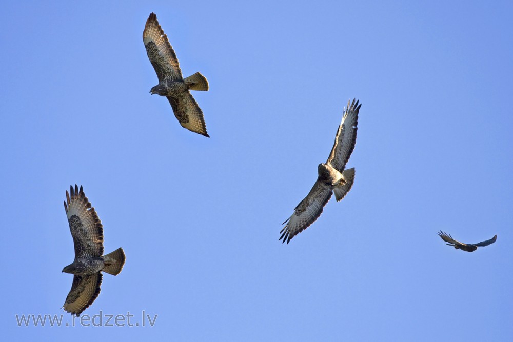 Peļu klijāns (fotomontāža)