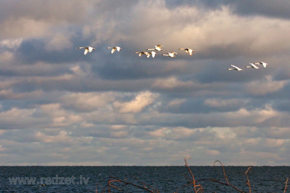 Swan Flight in January, Latvia