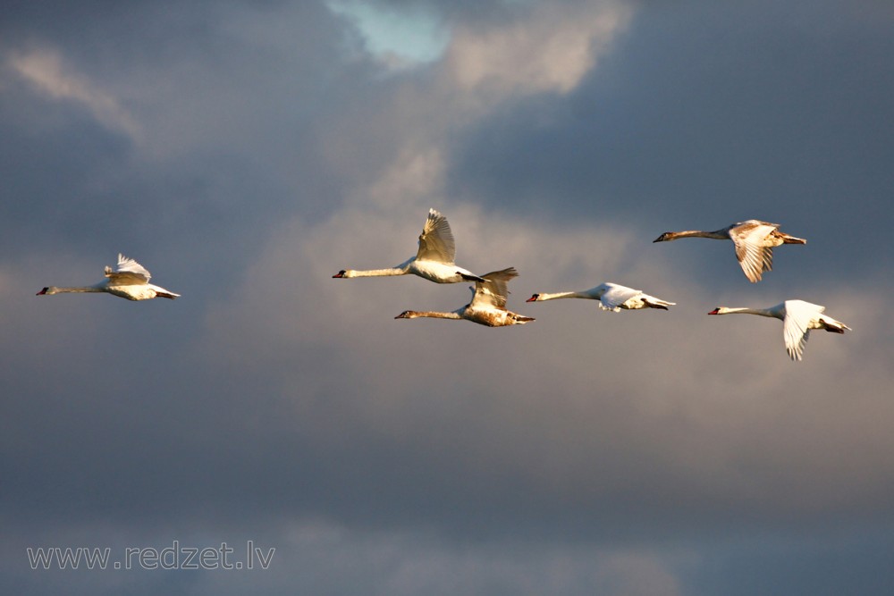 Swan Flight in January, Latvia