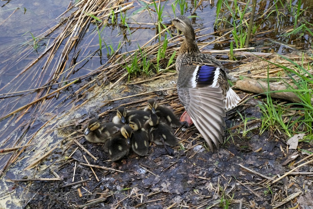 Mallard with six ducklings