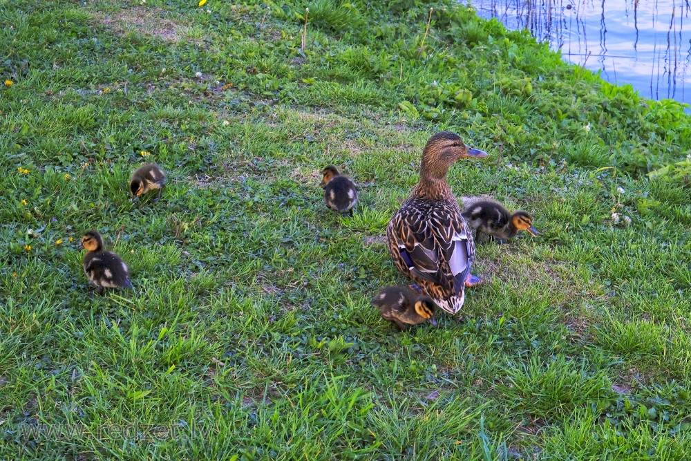 Mallard with new ducklings