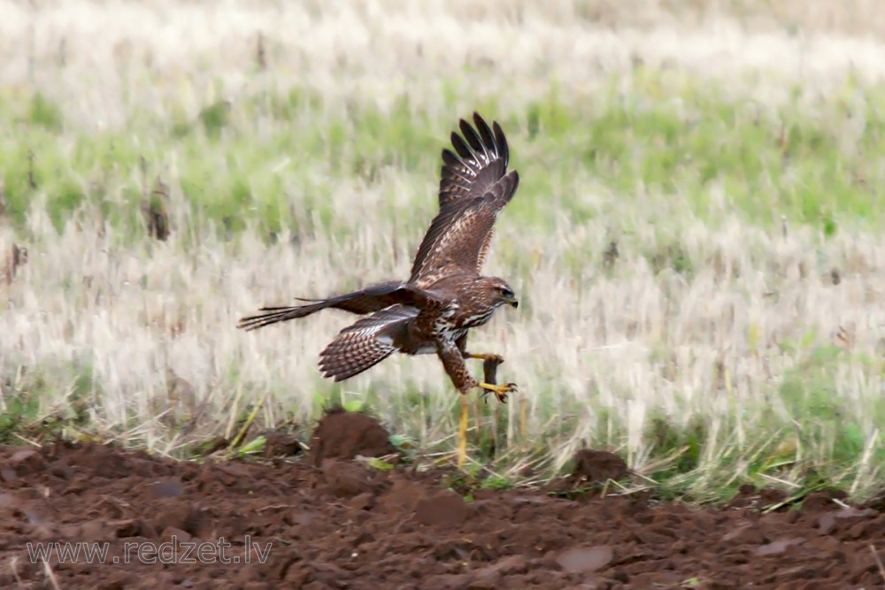 Peļu klijāns ar noķertu peli