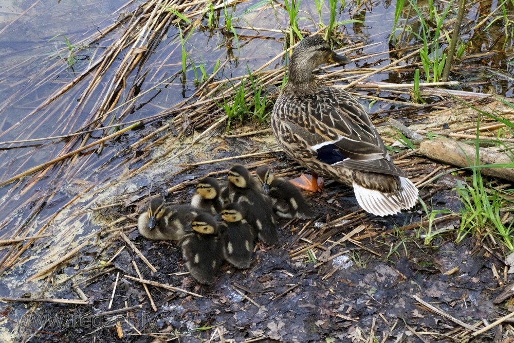 Mallard with Ducklings