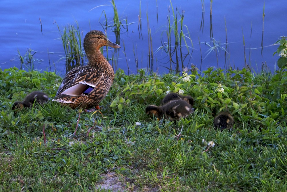 Mallard with new ducklings