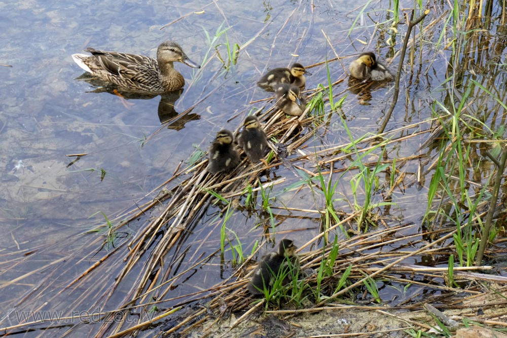 Mallard with Ducklings 