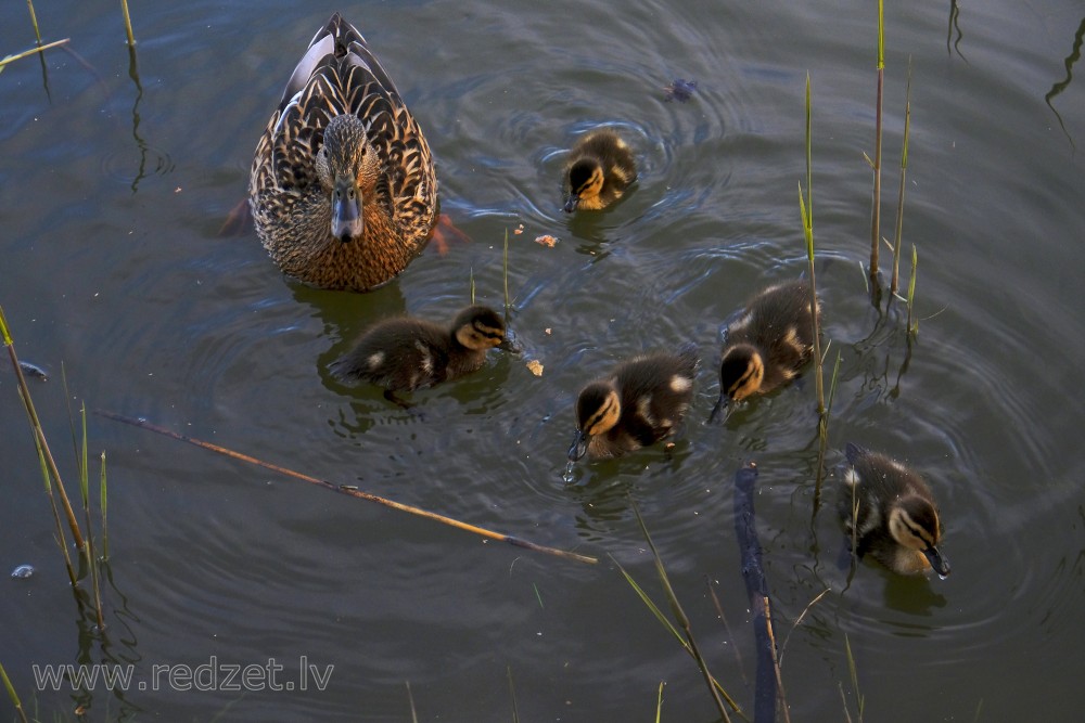 Mallard with new ducklings