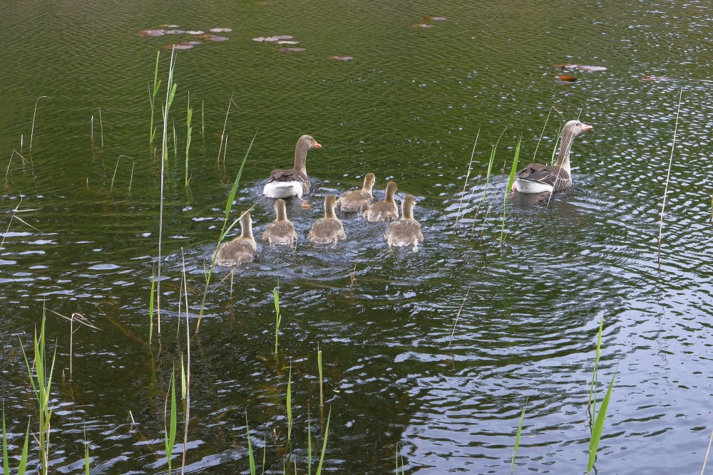 Greylag goose family