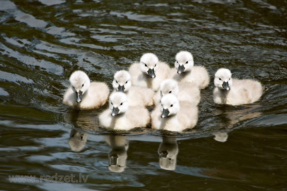 Baby Mute Swans