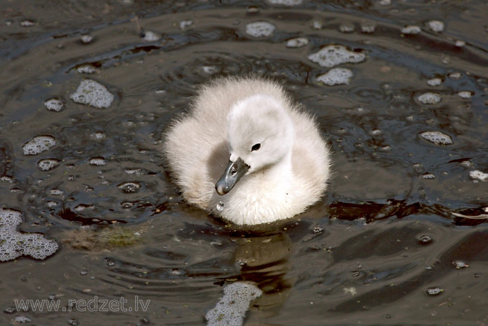 Baby Mute Swan