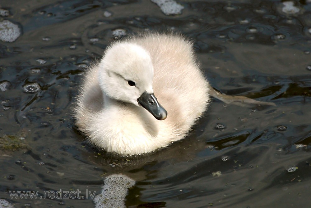 Baby Mute Swan