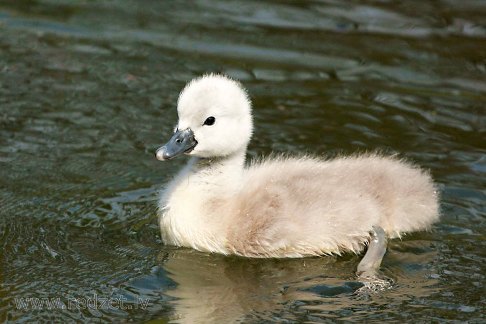 Baby Mute Swan