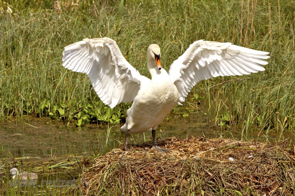 Mute swan