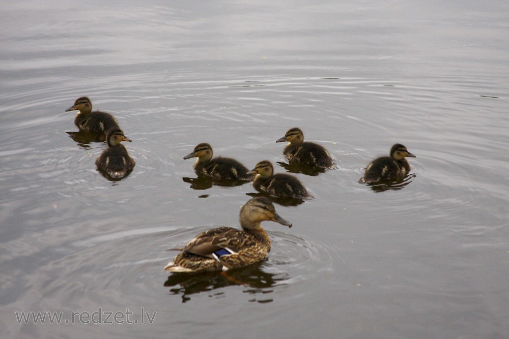 Mallard with new ducklings