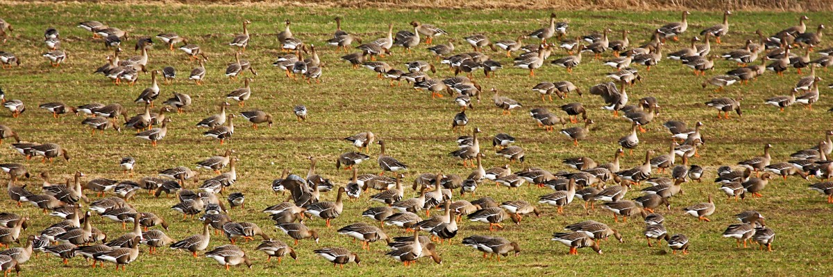 Greylag goose