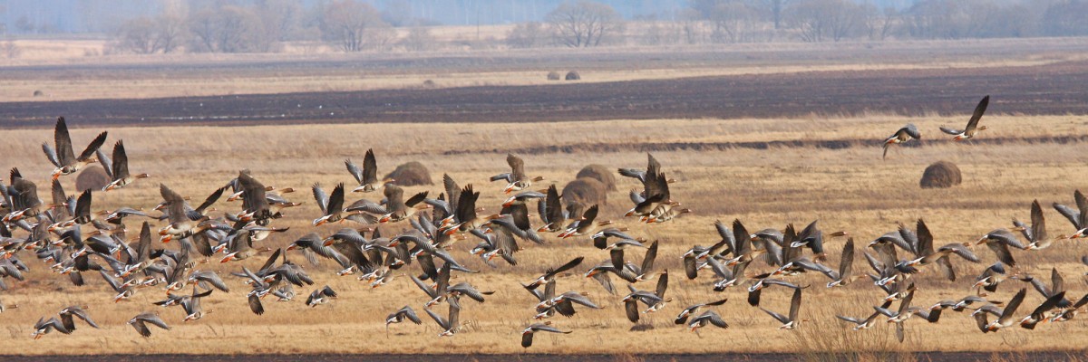 Greylag goose