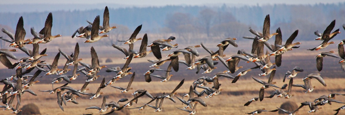 Meža zosis lidojumā