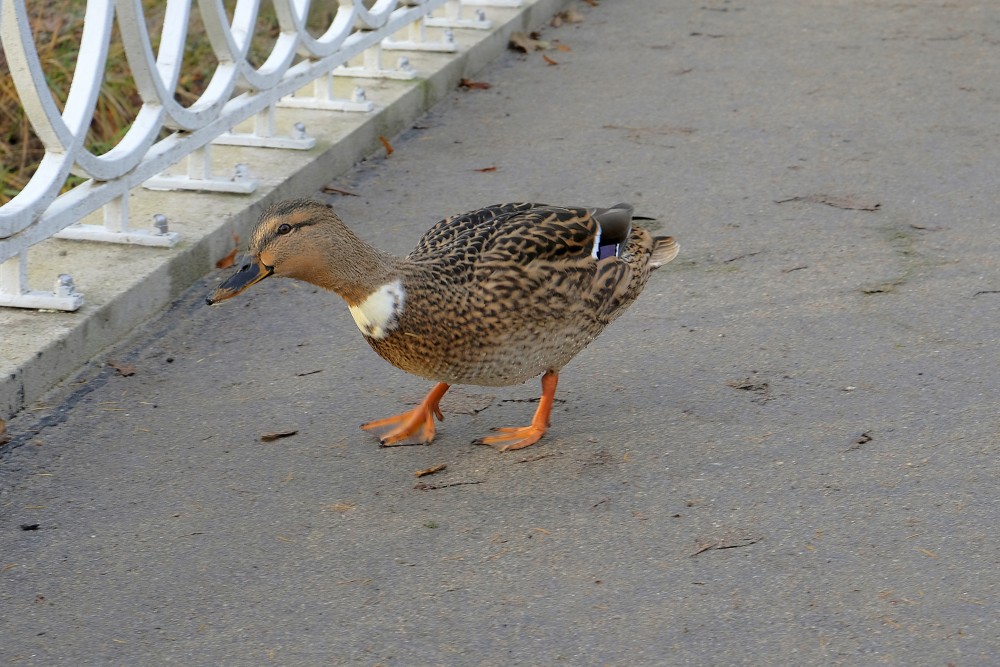 Mallard Duck