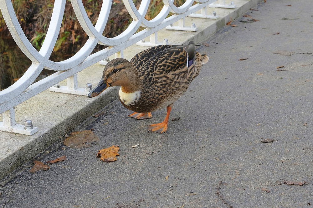 Mallard Duck