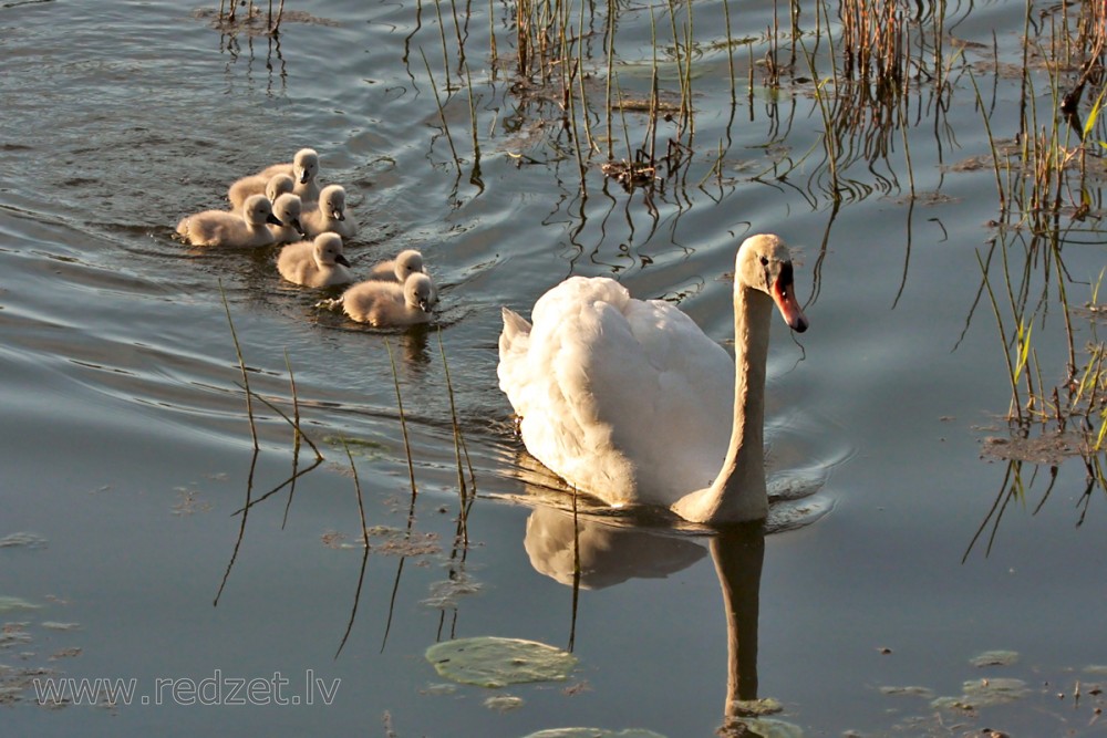 Baby Swans