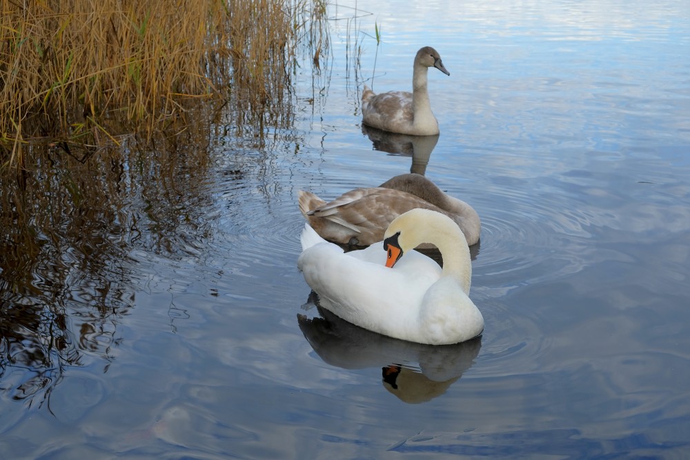 Mute Swan with Young Birds