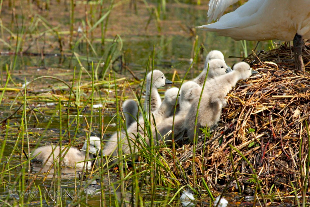 Baby swans