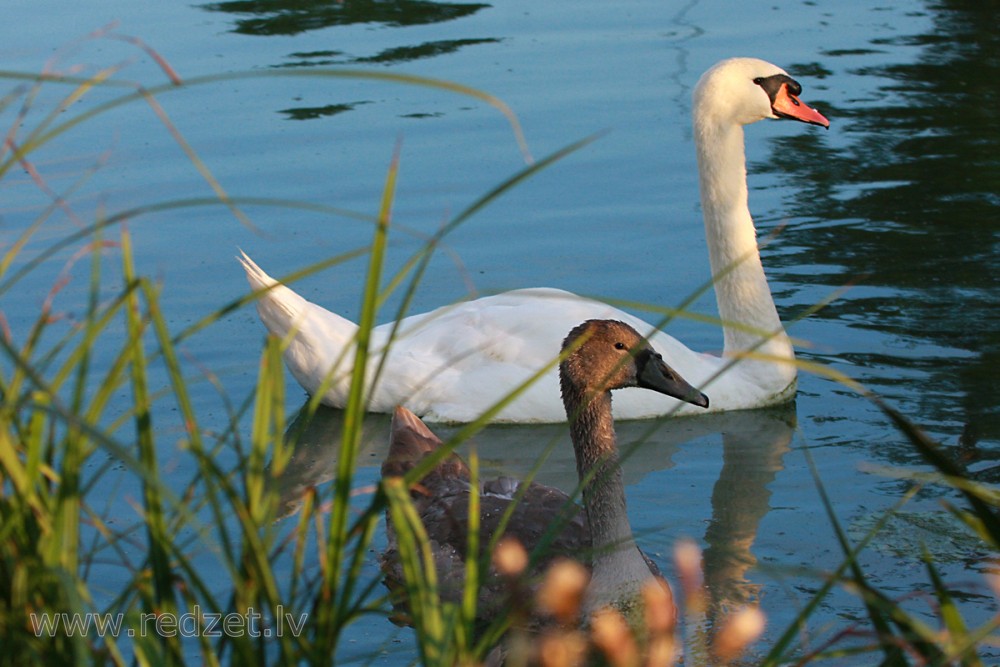 Mute swan