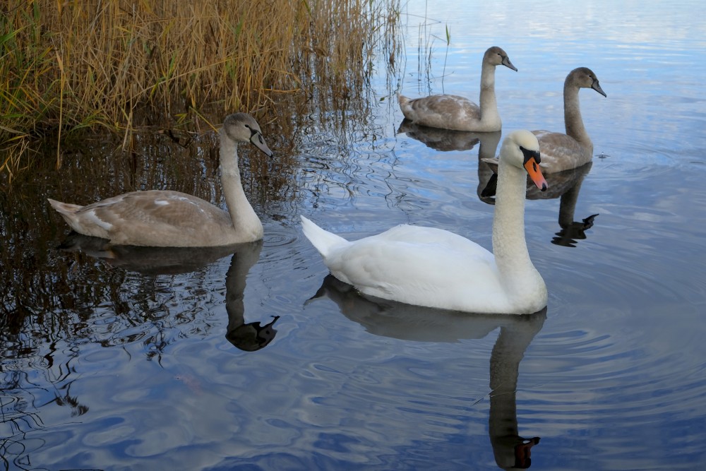 Mute Swan with Young Birds