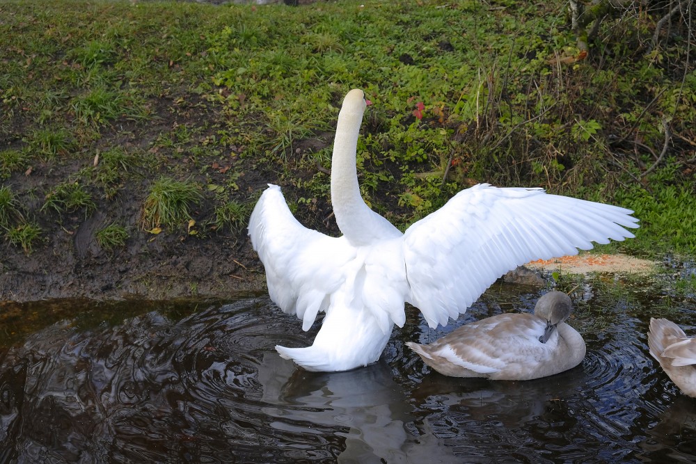 Swan With Spread Wings