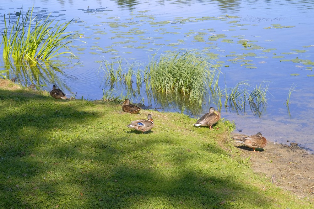 Mallards on the shore of the lake