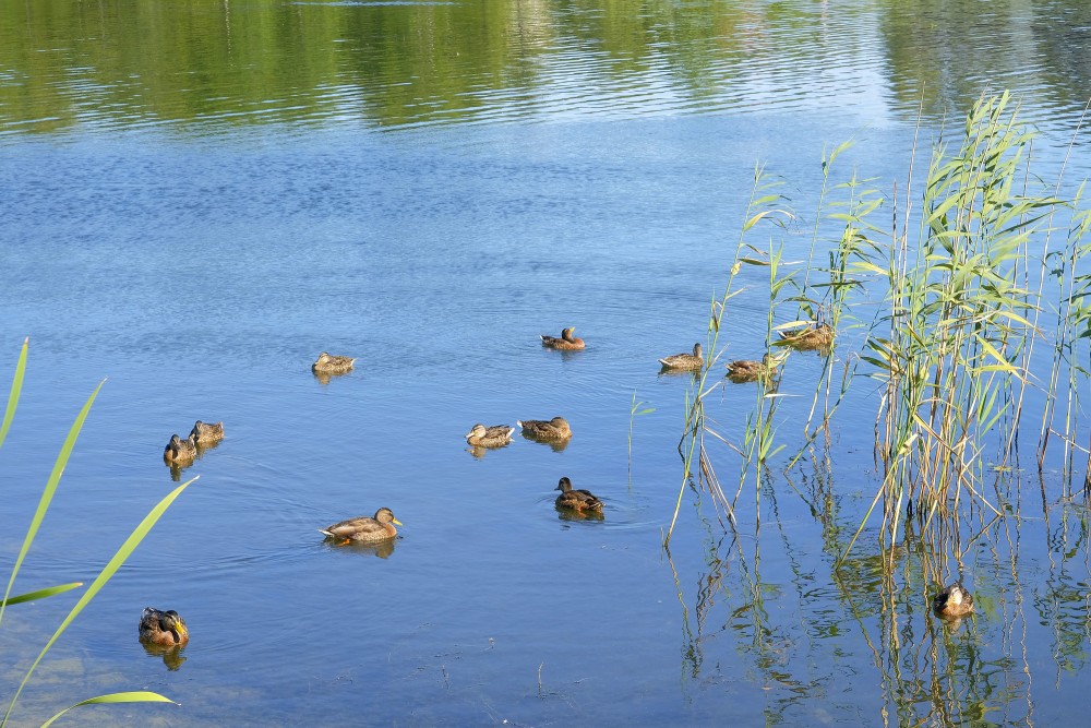 Mallards in the Lake