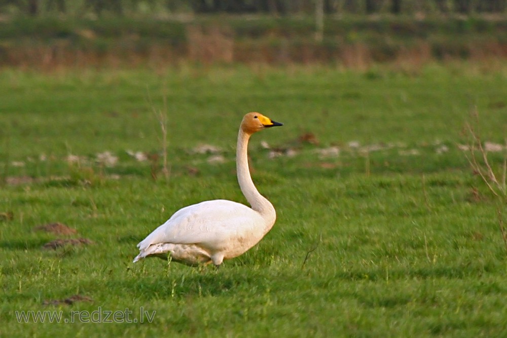 Whooper Swan on a Meadow