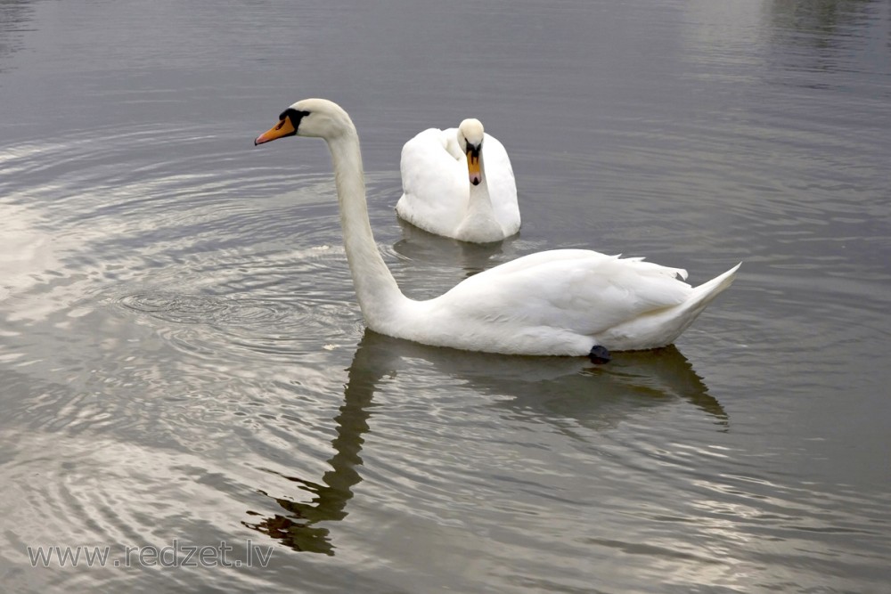 Mute swan