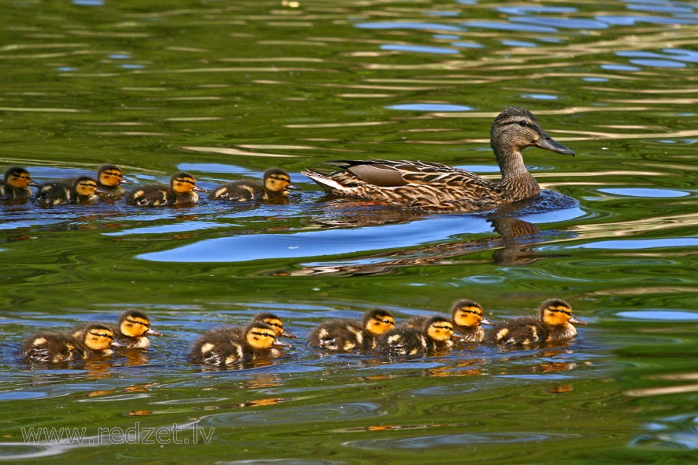 Mallard with new ducklings