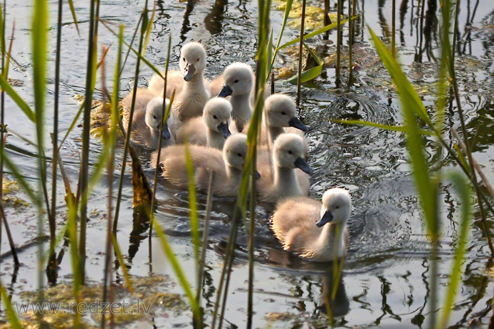 Baby Swans