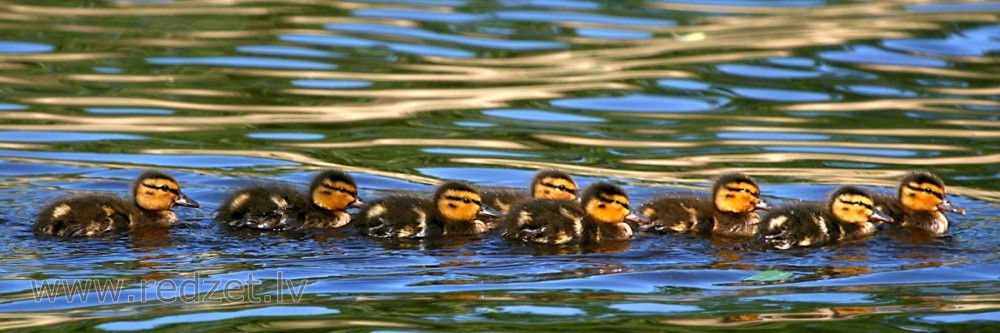 Mallard Ducklings