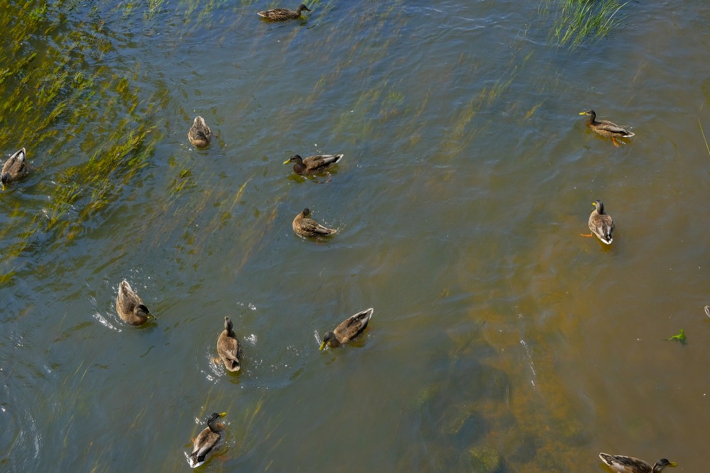 Mallards in the River