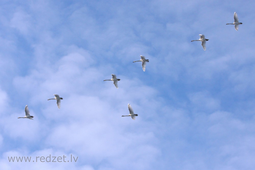 Mute swans in flight