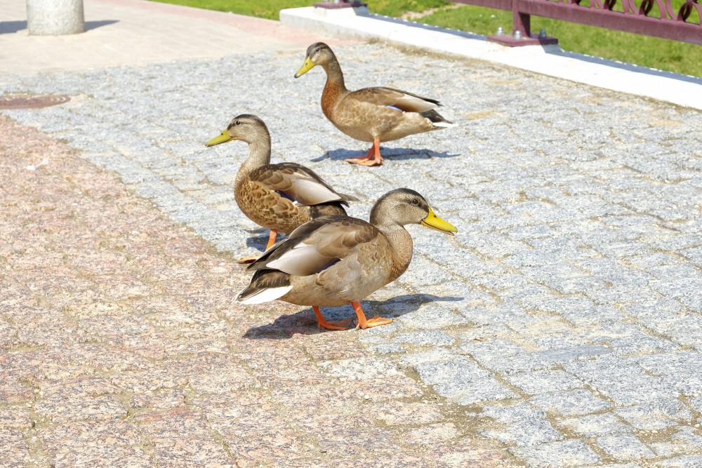 Mallard Duck Walking on the Pavement